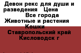 Девон рекс для души и разведения › Цена ­ 20 000 - Все города Животные и растения » Кошки   . Ставропольский край,Кисловодск г.